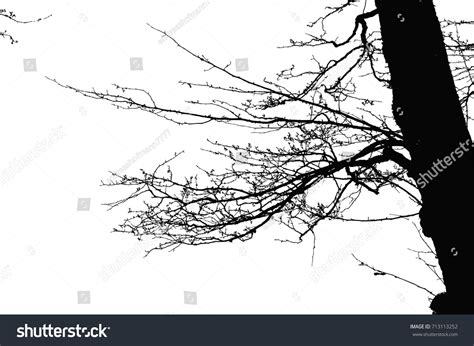 Realistic Tree Silhouette Vector Illustrationeps10 Stock Vector ...