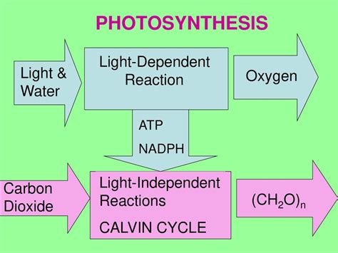 Reactions Of Photosynthesis Ppt Download