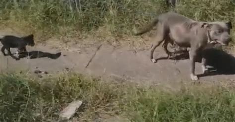 Des B N Voles Viennent En Aide Une Famille De Chiens Abandonn E Par