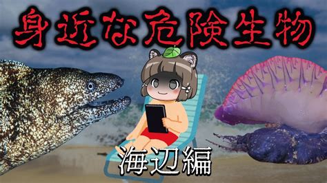 【要注意】日本に生息する身近な危険生物9選（海辺編） Youtube