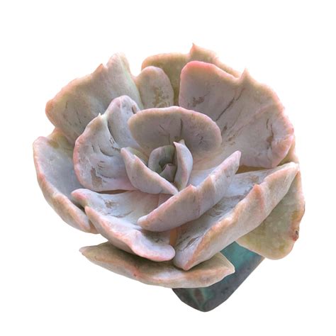 Echeveria Lilacina Monstrose Cedar Creek Farmhouse