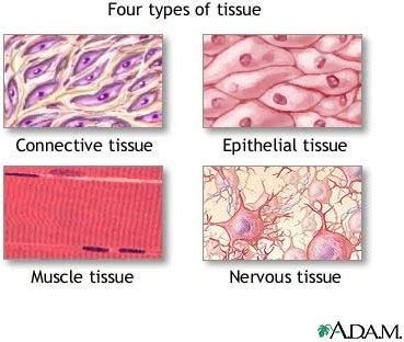 What Is The Difference Between Innate And Adaptive Immuni