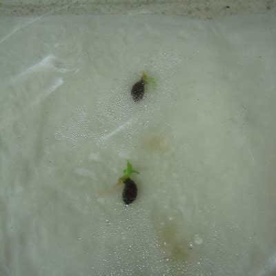 Pineapple seed germination