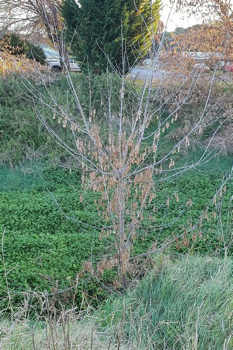 7 Box Elder Seeds Salemwyomia