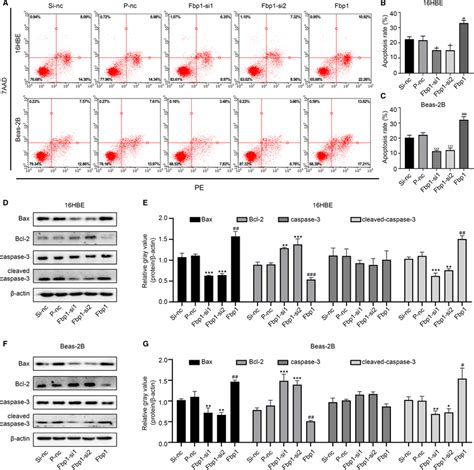 Effects Of Fbp1 On Cell Apoptosis In 16hbe And Beas‐2b Cells A‐c