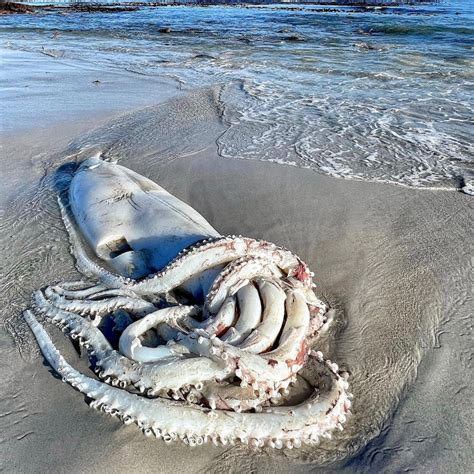 Rare 7 Foot Giant Squid Washes Up On Beach Incredible Sad