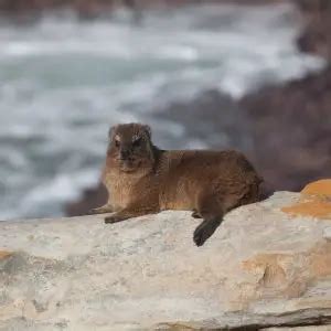 Rock Hyrax - Facts, Diet, Habitat & Pictures on Animalia.bio