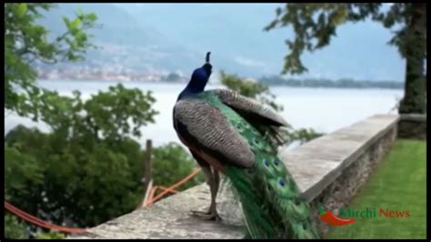 Beautiful Peacock Dance In Rain Must Watch Youtube