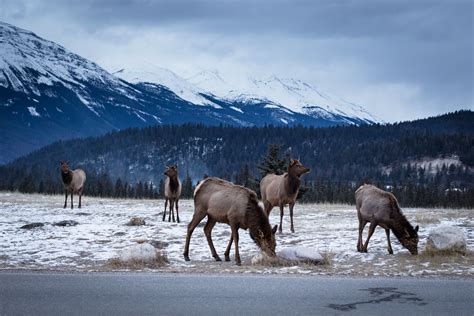 Jasper Elk Herd A Photo On Flickriver