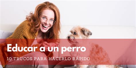 Cuál Es La Mejor Edad Para Enseñar Trucos A Los Perros