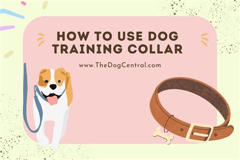 How to Use a Dog Training Collar? | The Dog Central