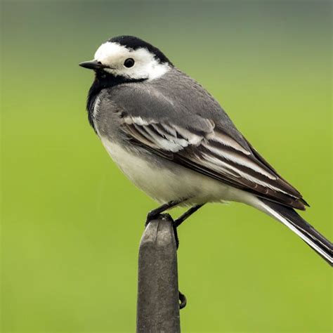 The Cheerful And Adaptable Pied Wagtail Bird Bite Sized Britain