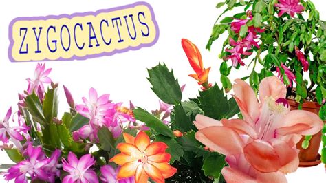 Zygocactus How To Care Zygocactus Zygocactus Varieties Youtube