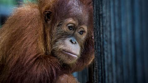 Indonesia's Orangutans Battle With Deforestation