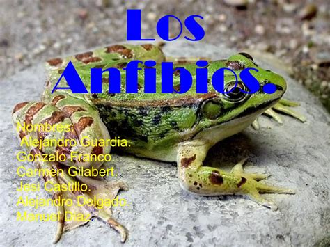 Anfibios Biologia Ppt Descarga Gratuita