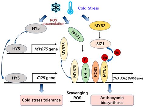 Antioxidants Free Full Text The Ncrnas Involved In The Regulation