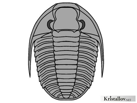 Проэтида (Proetida) | Отряд Проэтида (Proetida). Палеонтологическая ...