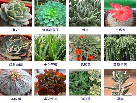 255种多肉植物图片及名称word文档在线阅读与下载无忧文档