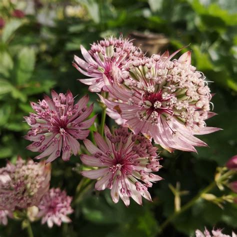 Stjernesk Rm Sparkling Stars Pink Astrantia Major Sparkling Stars Pink