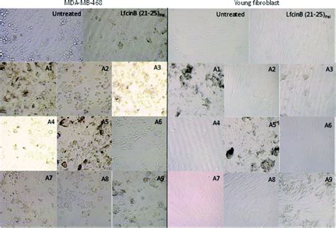 Selective Cytotoxic Effect Against The Mda Mb Breast Cancer Cell