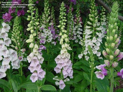 Plantfiles Pictures Digitalis Common Foxglove Lady S Glove Foxy Mix