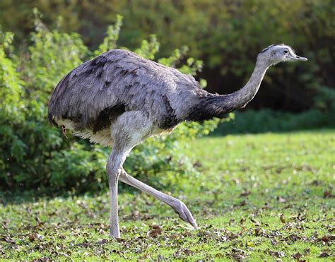 Greater Rhea Wikipedia