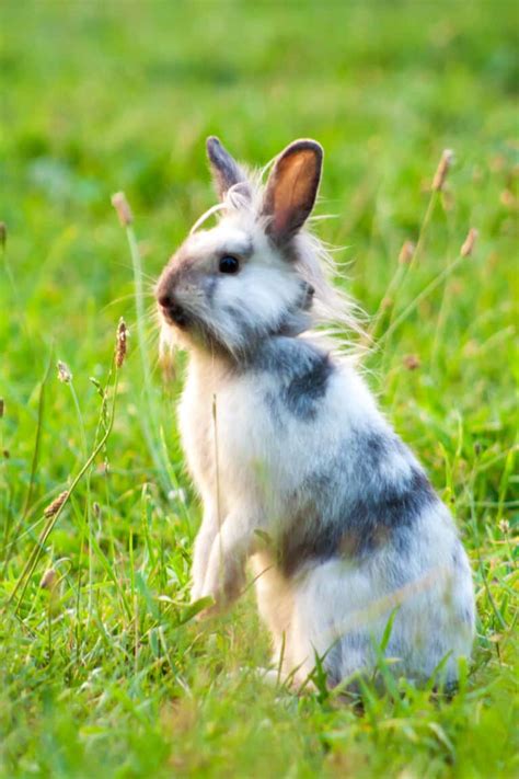 How Long Do Lionhead Rabbits Live Complete Guide To Their Lifespan