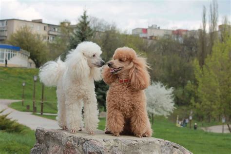 Poodle (Miniature) - Dog Breed Information & Characteristics - FurLyfe!