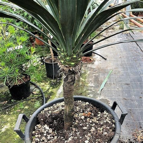 Buy Large Yucca Gloriosa Plants Delivery By Charellagardens