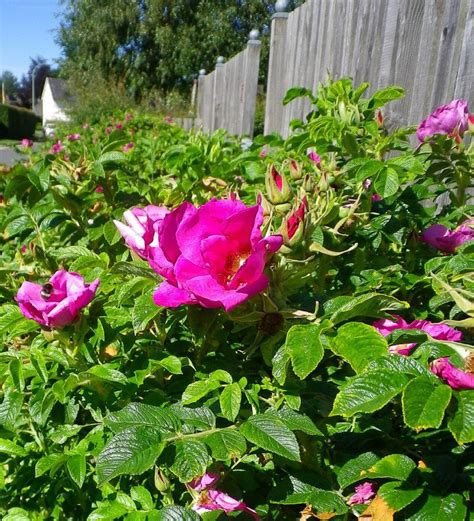 Apfelrose Sylter Rose Rosa rugosa günstig kaufen