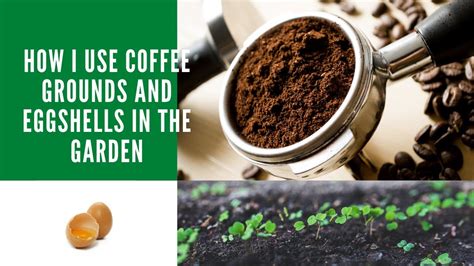 How I Use Coffee Grounds And Eggshells In The Garden YouTube