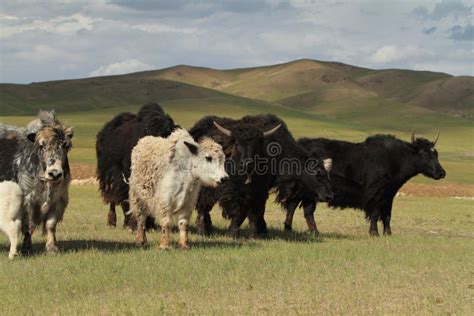 Yak In The Mongolian Steppe Stock Photo Image Of Farm Cattle 38141896