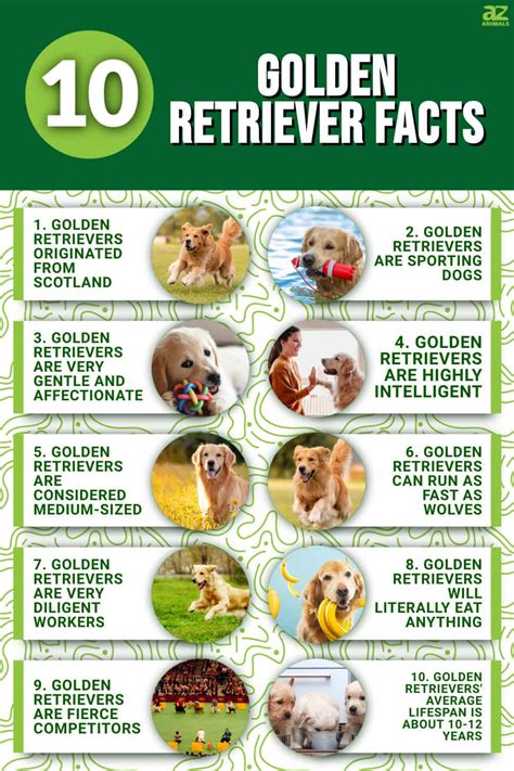 10 Essential Facts About Golden Retrievers - A-Z Animals