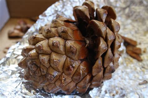 Pine Nuts come from Pine Cones - Gusto Paleo - Gusto Paleo