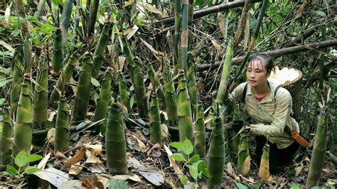 Harvest Bamboo Shoots Stone Crabs And Watermelons To Sell How To