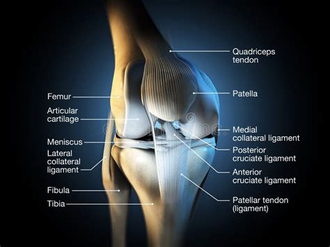 Knee Joint Anatomy Menisci And Ligaments Medically 3D Illustration