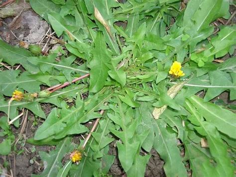 立春后农村这8种野菜长出来了，爱吃野菜的可以采摘来吃，别错过