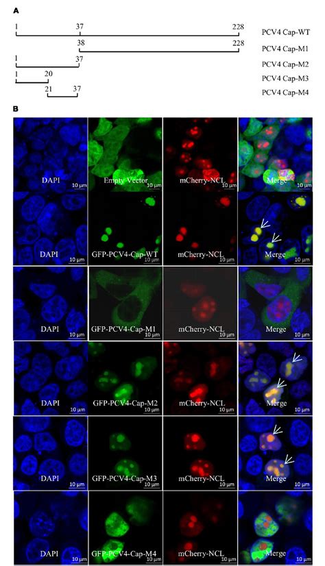 Figure From The Nucleolar Localization Signal Of Porcine Circovirus