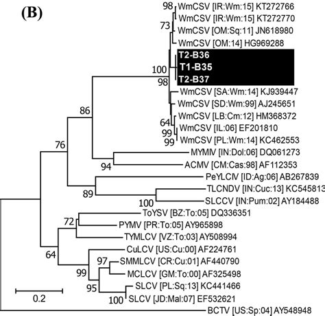 The Phylogenetic Dendrograms Showing Evolutionary Relationships Of