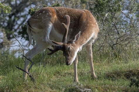 Fallow Deer Damhert Dama Dama Amsterdamse Waterleidingdu Flickr