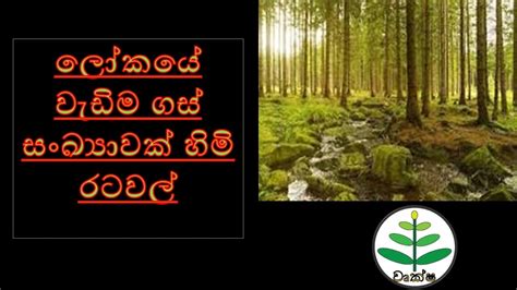 ලකය වඩම ගස සඛයවක හම රටවල Countries with the most trees