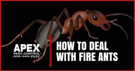 How To Avoid Fire Ants In Your Home And Garden