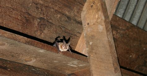 Collecter Imagen Chauve Souris Qui Rentre Dans La Maison Fr