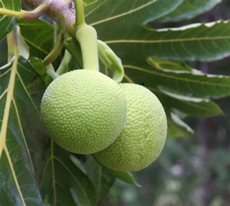 Manfaat Buah Sukun Untuk Kesehatan Bisa Mengontrol Diabetes Hingga