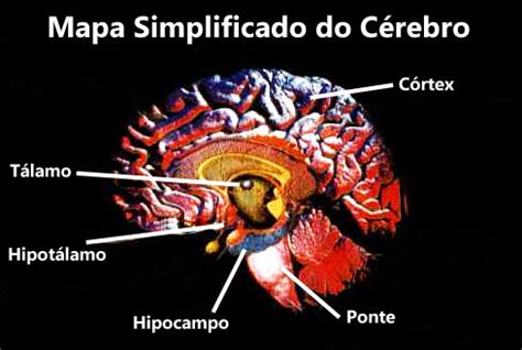 Partes Do Cérebro E Suas Funções