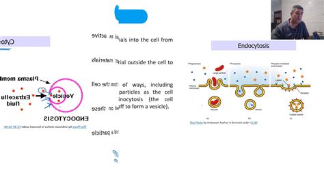 Cbl A Endocytosis And Exocytosis Youtube