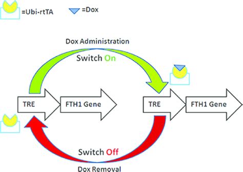 Schematic Illustration Of Dox Controlled Fth1 Expression Fth1