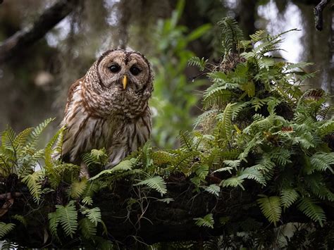 Barred Owl Nesting A Complete Guide Birdfact