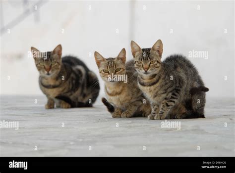 Three Cats Are Sitting Side By Side In A Greek Street Cyclades Greece