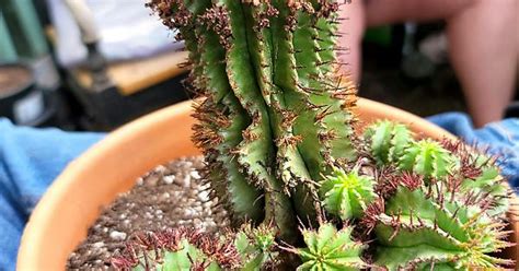 Euphorbia Cereiformis Milk Barrel Cactus Album On Imgur